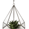 Teardrop shaped work from home plant